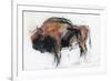 Zubre, Bialowieza-Mark Adlington-Framed Giclee Print