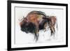 Zubre, Bialowieza-Mark Adlington-Framed Giclee Print