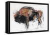 Zubre, Bialowieza-Mark Adlington-Framed Stretched Canvas