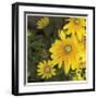 Zucchini Flowers-Stacy Bass-Framed Giclee Print