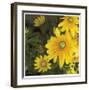 Zucchini Flowers-Stacy Bass-Framed Giclee Print