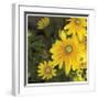 Zucchini Flowers-Stacy Bass-Framed Giclee Print