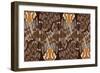 Zulu Closed Feather-Belen Mena-Framed Giclee Print