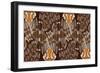 Zulu Closed Feather-Belen Mena-Framed Giclee Print