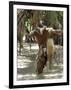 Zulu Tribal Dance Group, Dumazula Cultural Village, South Africa, Africa-Peter Groenendijk-Framed Photographic Print