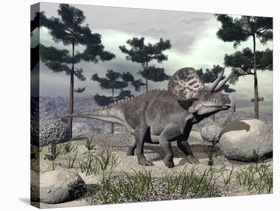 Zuniceratops Dinosaur Walking on a Hill with Large Rocks and Pine Trees-null-Stretched Canvas