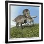 Zuniceratops Dinosaur-null-Framed Art Print