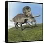 Zuniceratops Dinosaur-null-Framed Stretched Canvas