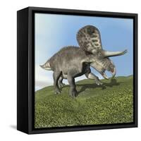 Zuniceratops Dinosaur-null-Framed Stretched Canvas