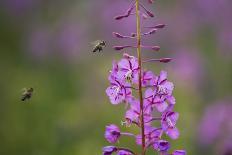 Monkshood (Aconitum Napellus) Flowers with Bumble Bee in Flight, Triglav Np, Slovenia, August-Zupanc-Photographic Print