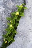 (Paederota Lutea) Growing in Crack in Rock, Triglav National Park, Slovenia, July 2009-Zupanc-Photographic Print