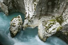 (Paederota Lutea) Growing in Crack in Rock, Triglav National Park, Slovenia, July 2009-Zupanc-Photographic Print