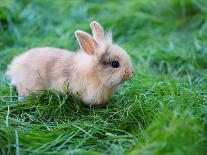 A Bunny Sitting on Green Grass-zurijeta-Photographic Print