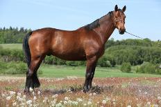Amazing Paint Horse Stallion Looking at You-Zuzule-Laminated Photographic Print