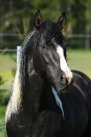 Young Paint Horse Mare in Winter-Zuzule-Framed Photographic Print