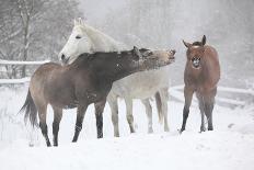 Kabardin Horse with Lick-Log on Pasturage-Zuzule-Photographic Print