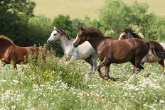 Batch of Beautiful Horses Running on Pasturage-Zuzule-Photographic Print