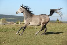 Nice Appaloosa Horses Running on Pasturage-Zuzule-Photographic Print