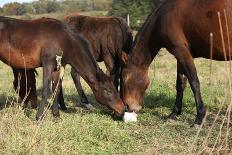 Batch of Horses Running in Flowered Scene-Zuzule-Photographic Print