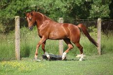 Nice Chestnut Arabian Horse Running in Paddock-Zuzule-Photographic Print