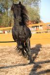 Young Paint Horse Mare in Winter-Zuzule-Photographic Print