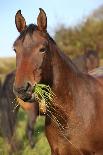 Nice Chestnut Arabian Horse Running in Paddock-Zuzule-Photographic Print