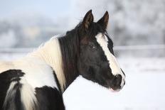 Brave Parson Russell Terrier Standing on Horse Back-Zuzule-Photographic Print