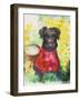 Zverg Schnauzer Dog-Oxana Zaika-Framed Giclee Print