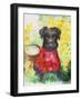 Zverg Schnauzer Dog-Oxana Zaika-Framed Giclee Print