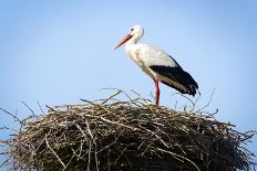 Stork Standing in Nest-zwawol-Photographic Print