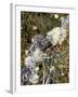 Zweig, Flechten , Pflanzen, Vegetation, Natur, Ast, Bewachsen-Thonig-Framed Photographic Print