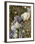 Zweig, Flechten , Pflanzen, Vegetation, Natur, Ast, Bewachsen-Thonig-Framed Photographic Print