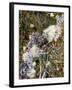 Zweig, Flechten , Pflanzen, Vegetation, Natur, Ast, Bewachsen-Thonig-Framed Photographic Print