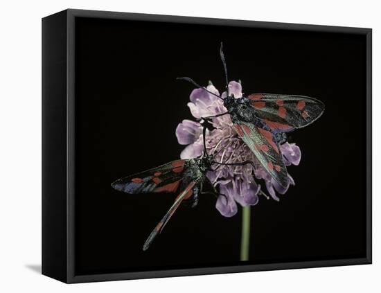 Zygaena Filipendulae (Six-Spot Burnet)-Paul Starosta-Framed Stretched Canvas