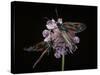 Zygaena Filipendulae (Six-Spot Burnet)-Paul Starosta-Stretched Canvas