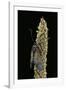 Zygaena Filipendulae (Six-Spot Burnet)-Paul Starosta-Framed Photographic Print