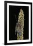 Zygaena Filipendulae (Six-Spot Burnet)-Paul Starosta-Framed Photographic Print