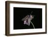 Zygaena Filipendulae (Six-Spot Burnet)-Paul Starosta-Framed Photographic Print