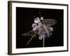 Zygaena Filipendulae (Six-Spot Burnet)-Paul Starosta-Framed Photographic Print