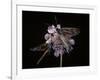 Zygaena Filipendulae (Six-Spot Burnet)-Paul Starosta-Framed Photographic Print