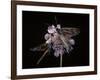 Zygaena Filipendulae (Six-Spot Burnet)-Paul Starosta-Framed Photographic Print