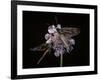 Zygaena Filipendulae (Six-Spot Burnet)-Paul Starosta-Framed Photographic Print