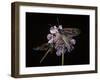 Zygaena Filipendulae (Six-Spot Burnet)-Paul Starosta-Framed Photographic Print