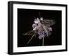 Zygaena Filipendulae (Six-Spot Burnet)-Paul Starosta-Framed Photographic Print