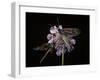 Zygaena Filipendulae (Six-Spot Burnet)-Paul Starosta-Framed Photographic Print