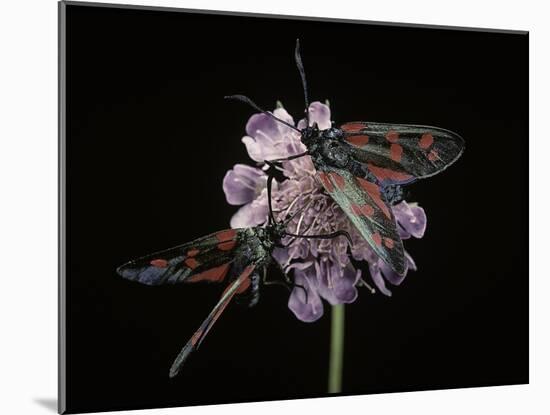 Zygaena Filipendulae (Six-Spot Burnet)-Paul Starosta-Mounted Photographic Print