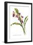 Zygonesia Rolfeana-H.g. Moon-Framed Art Print