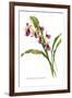 Zygonesia Rolfeana-H.g. Moon-Framed Art Print