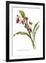 Zygonesia Rolfeana-H.g. Moon-Framed Art Print