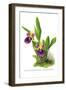 Zygopetalum Discolor Atrocoeruleum-H.g. Moon-Framed Art Print